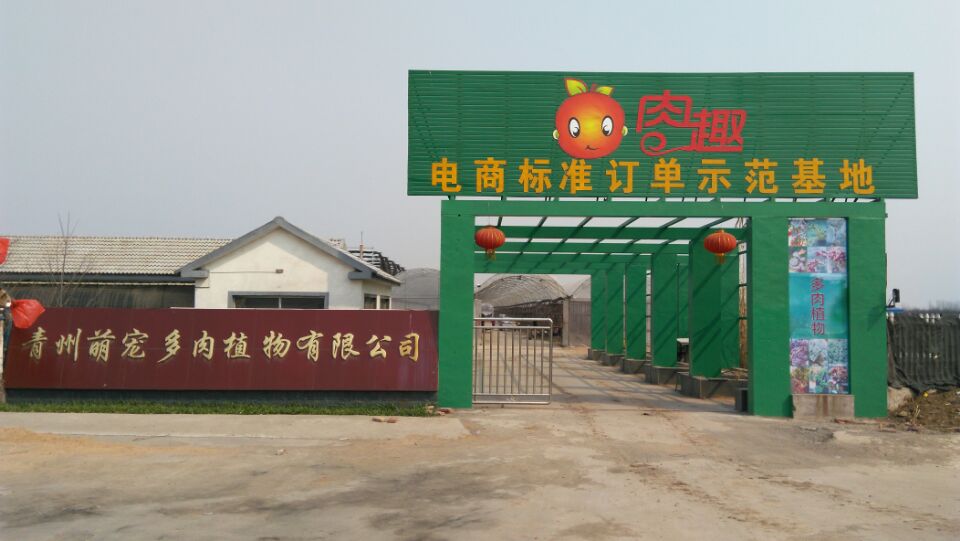 青州市萌宠多肉
